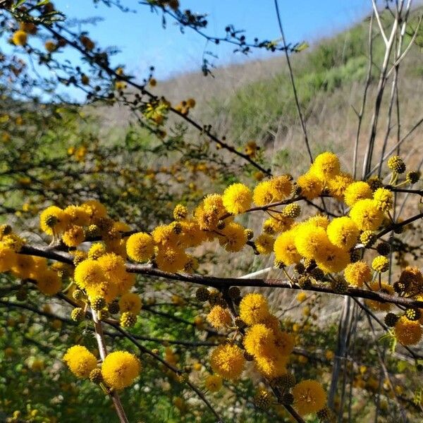 Vachellia caven Flor