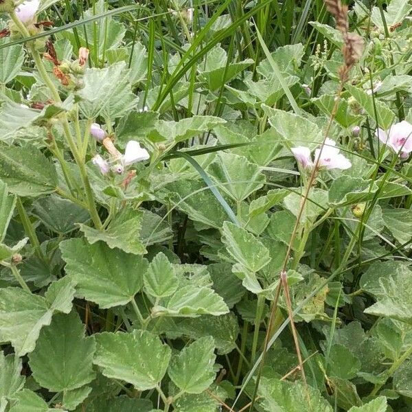 Althaea officinalis Blatt