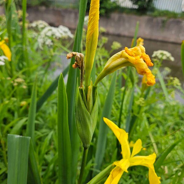 Iris pseudacorus Blad