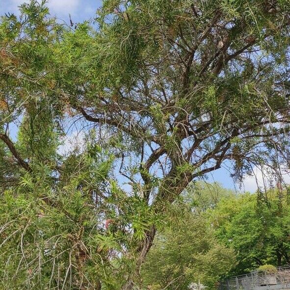 Melaleuca linariifolia Staniste