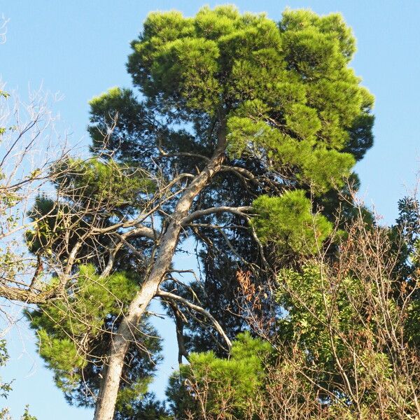 Pinus halepensis عادت