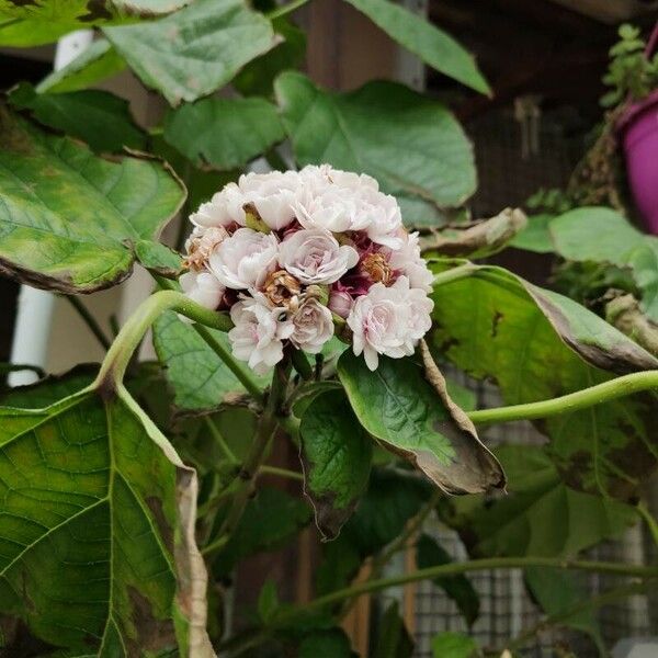 Clerodendrum chinense Кветка