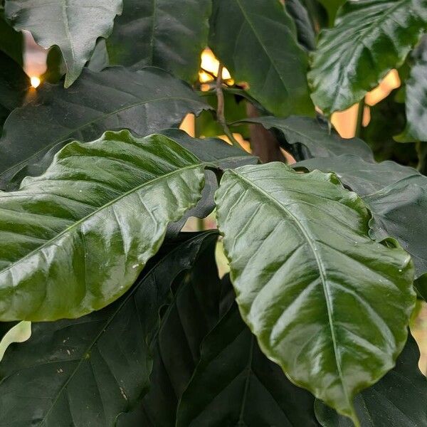 Coffea canephora Leaf