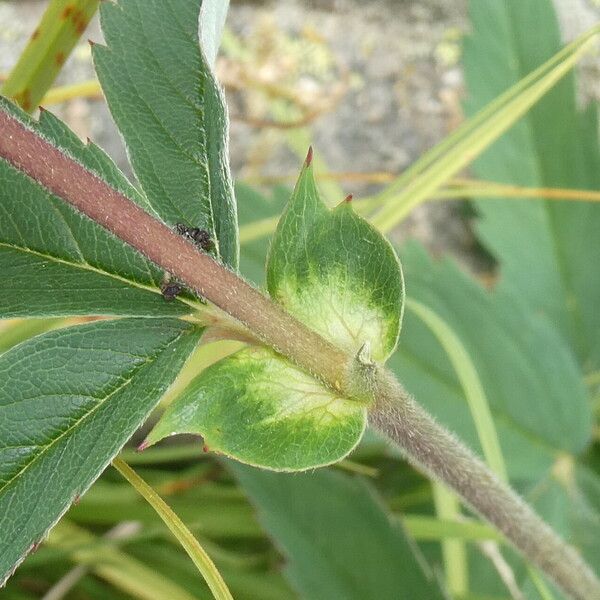 Comarum palustre Foglia