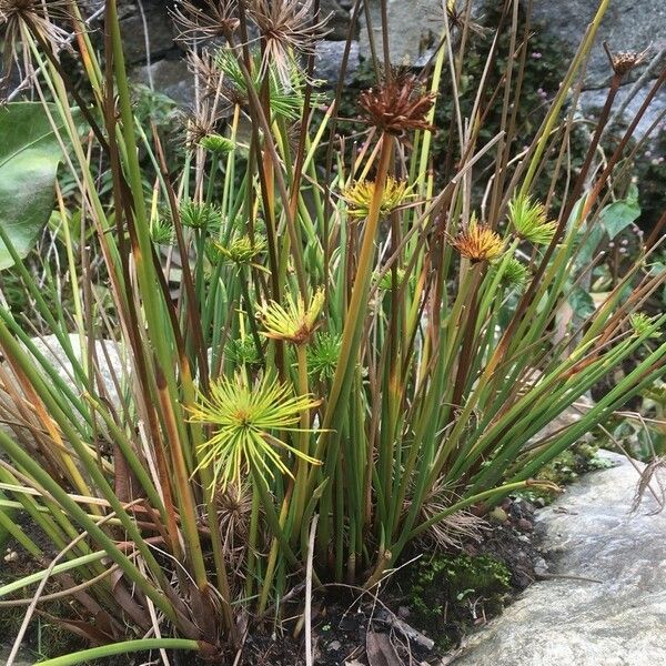 Cyperus haspan Blad