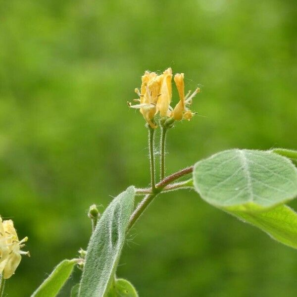 Lonicera xylosteum പുഷ്പം