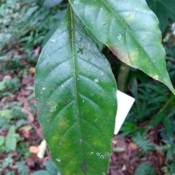 Palicourea guianensis Hoja