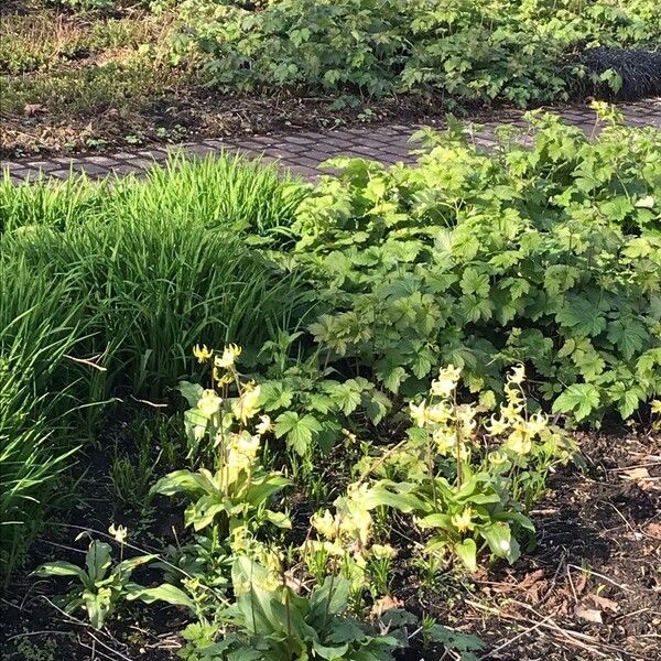 Erythronium revolutum Lehti