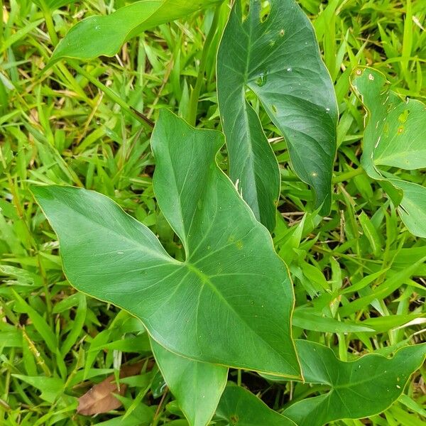 Montrichardia arborescens Ліст