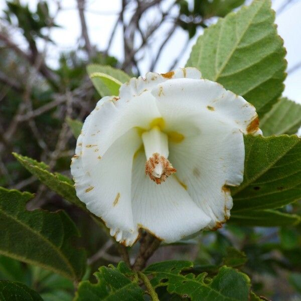 Trochetia granulata 花