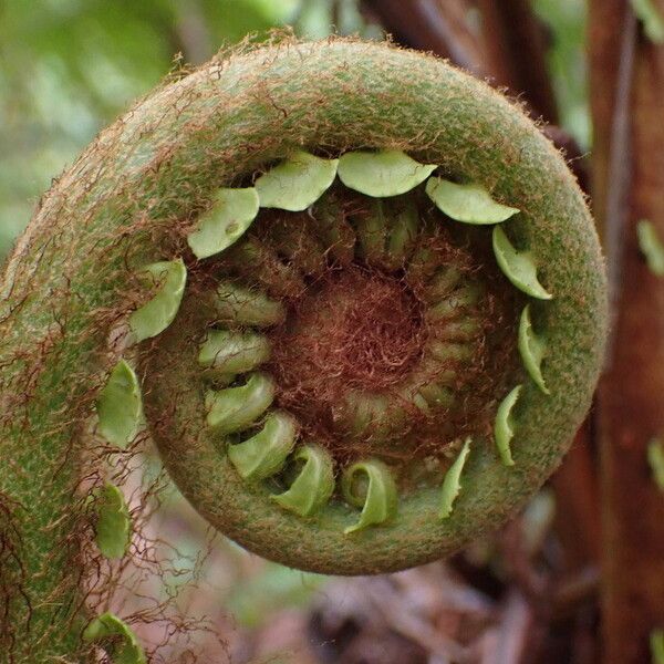 Blechnum orientale Deilen