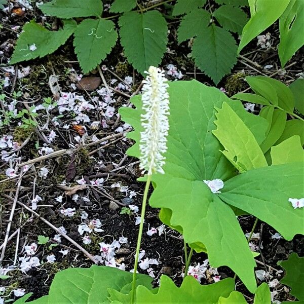 Achlys triphylla Kukka