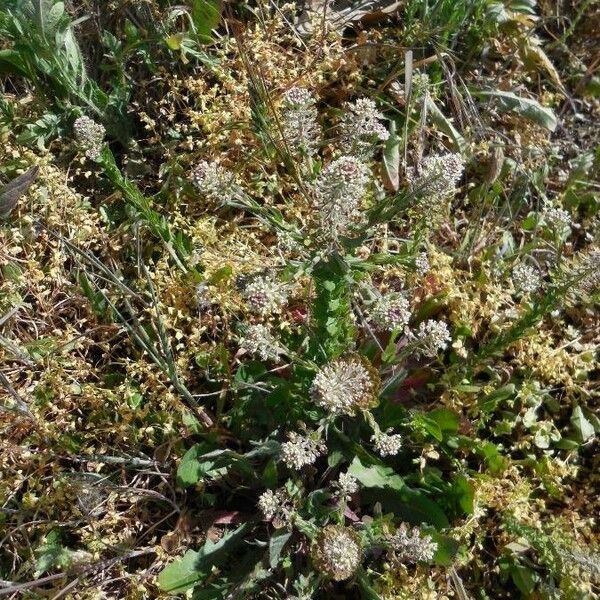 Lepidium hirtum Blodyn