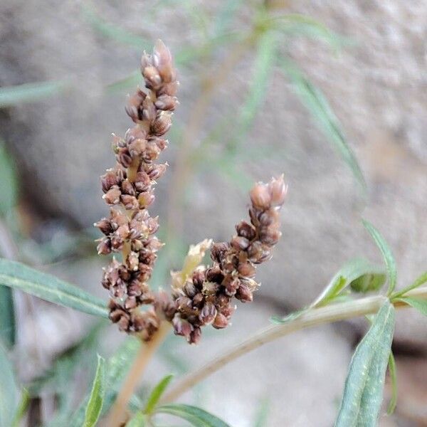 Amaranthus muricatus Bloem