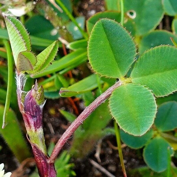 Trifolium occidentale List