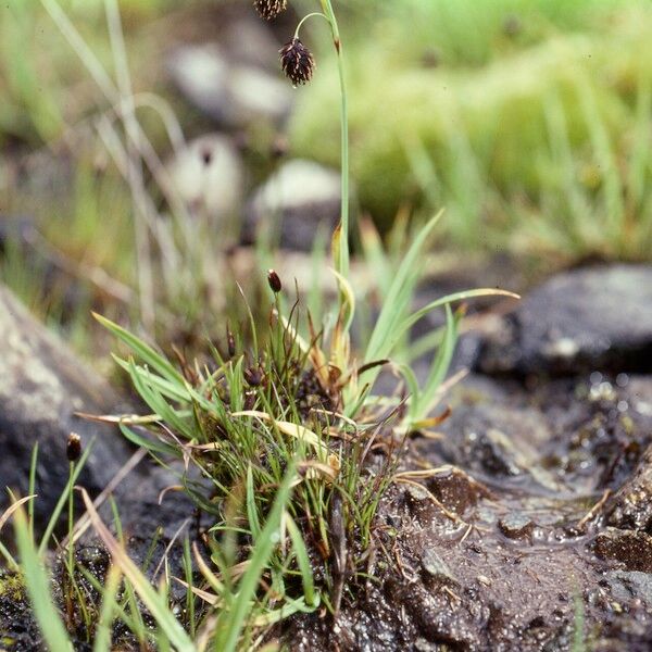 Carex atrofusca ശീലം