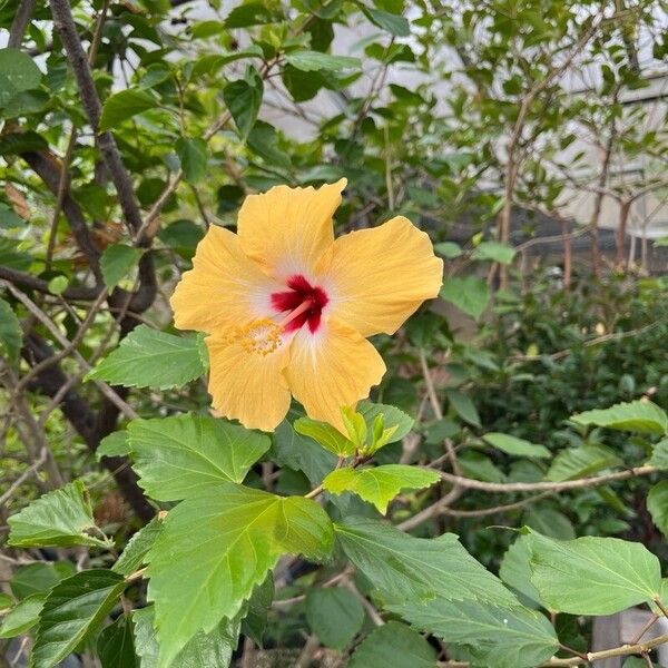 Hibiscus spp. Blomst