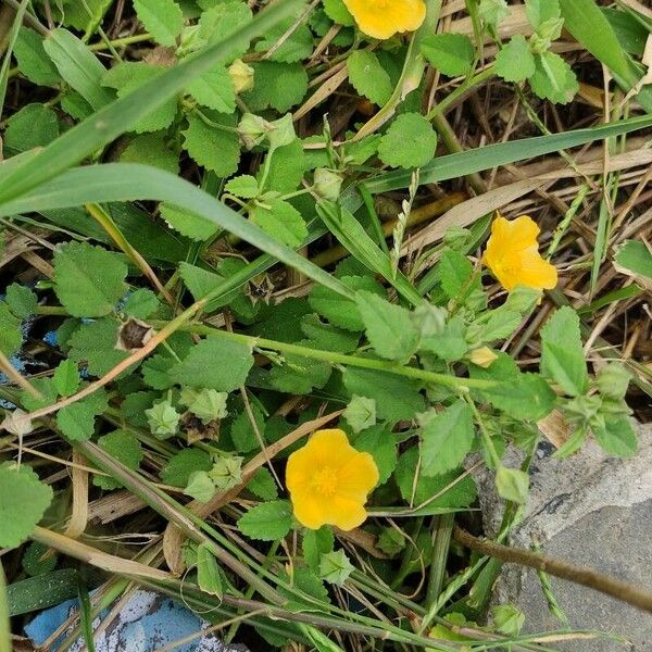 Sida cordifolia Flor