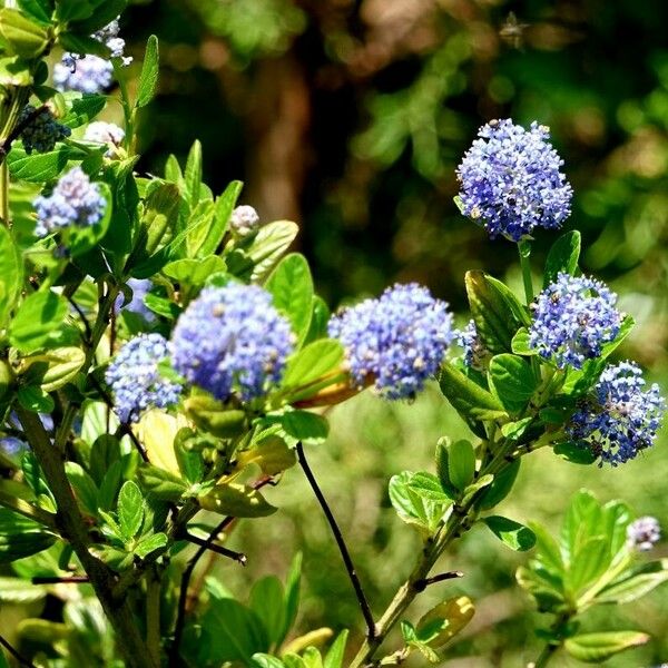 Ceanothus thyrsiflorus Cvet