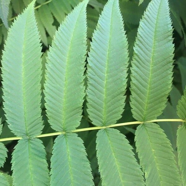 Sorbaria kirilowii Leaf