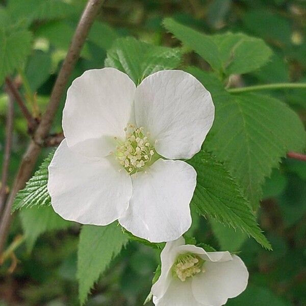 Rhodotypos scandens Λουλούδι