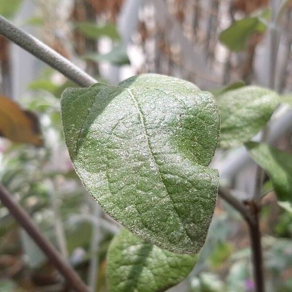 Salvia discolor List