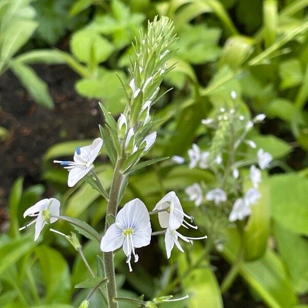 Veronica gentianoides Кветка