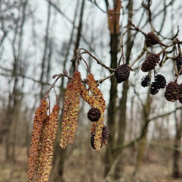 Alnus glutinosa Λουλούδι