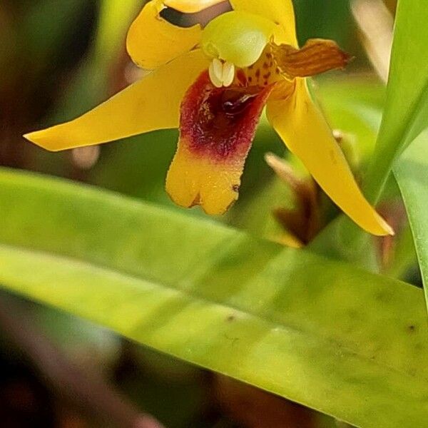 Maxillaria variabilis Flor