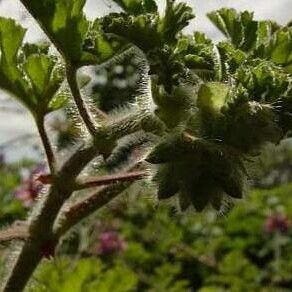 Pelargonium graveolens Hostoa