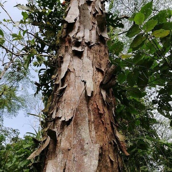 Albizia carbonaria چھال