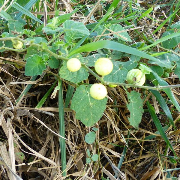 Solanum viarum Fruit