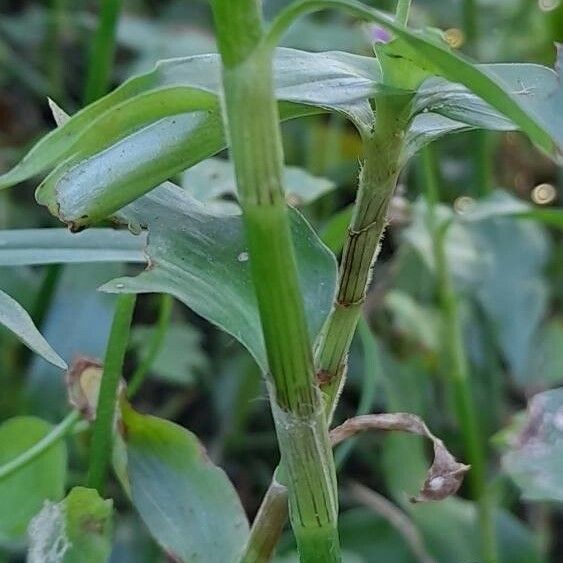 Callisia diuretica Inny