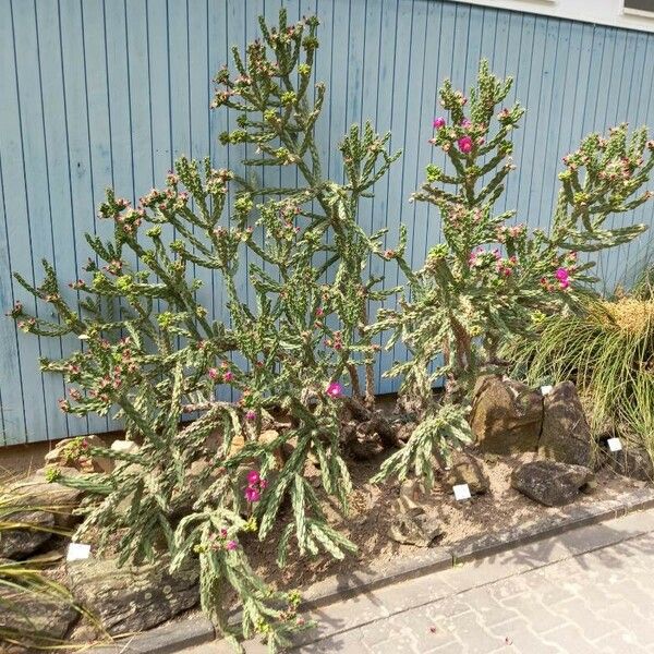 Cylindropuntia imbricata موطن