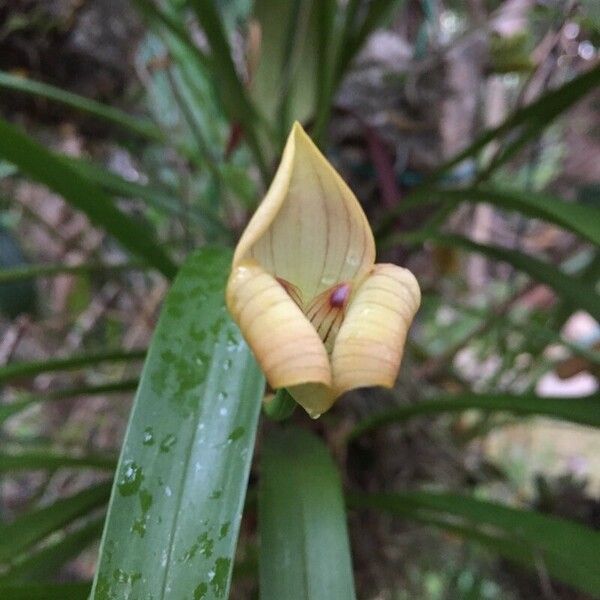 Maxillaria egertoniana Кветка