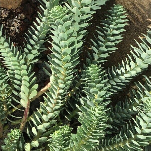 Euphorbia myrsinites Leaf