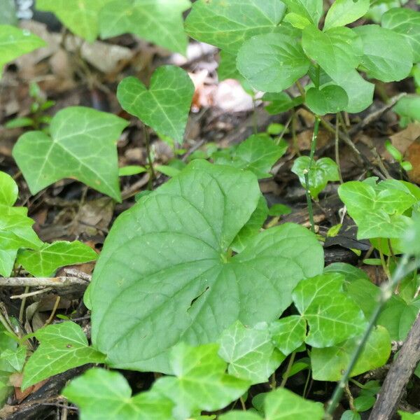 Dioscorea communis ഇല