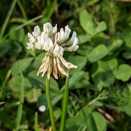 Trifolium repens Blodyn