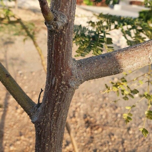 Albizia harveyi Bark