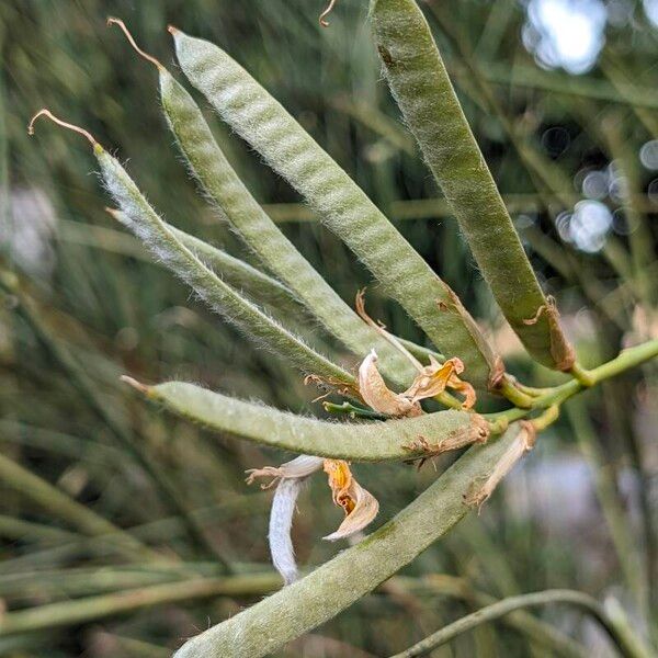 Spartium junceum ഫലം