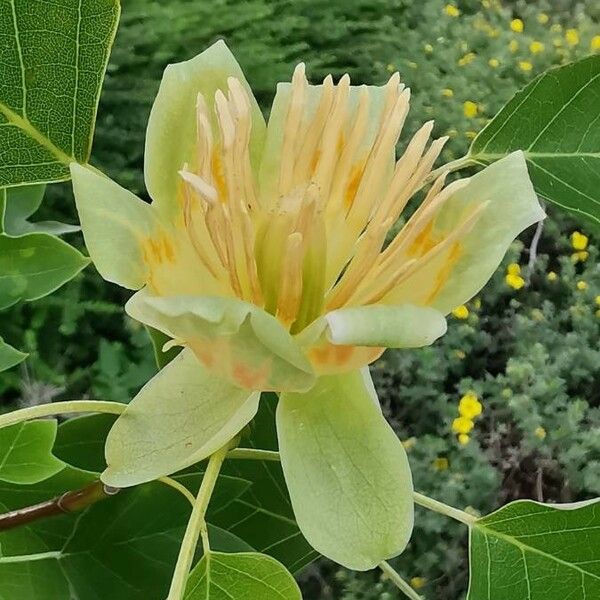 Liriodendron tulipifera Квітка