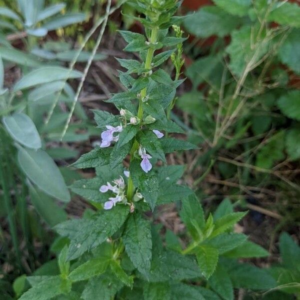 Teucrium canadense Fiore