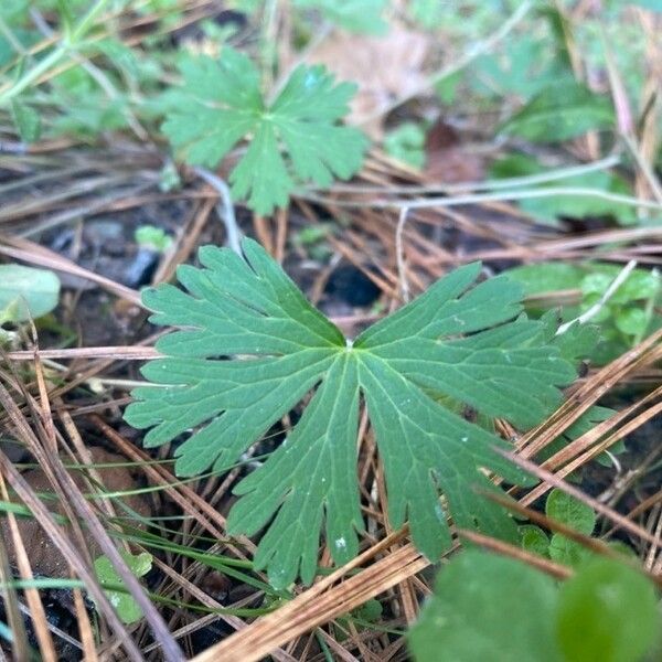 Geranium carolinianum Blatt