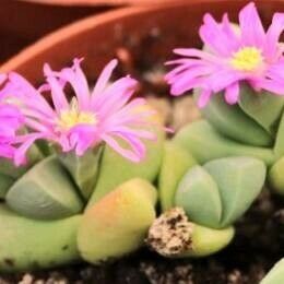 Gibbaeum petrense Lorea