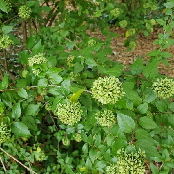 Abelia chinensis 花