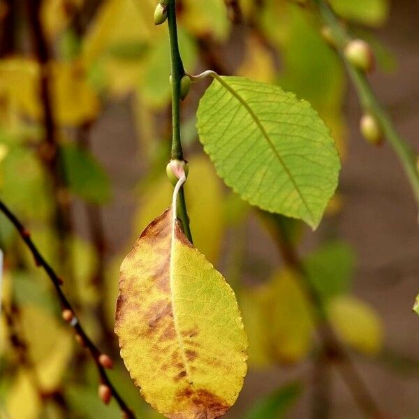 Salix cinerea Liść