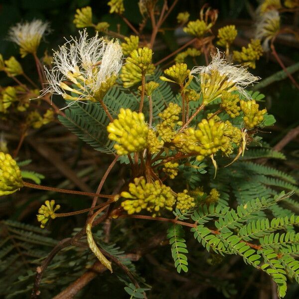 Albizia carbonaria Hábito