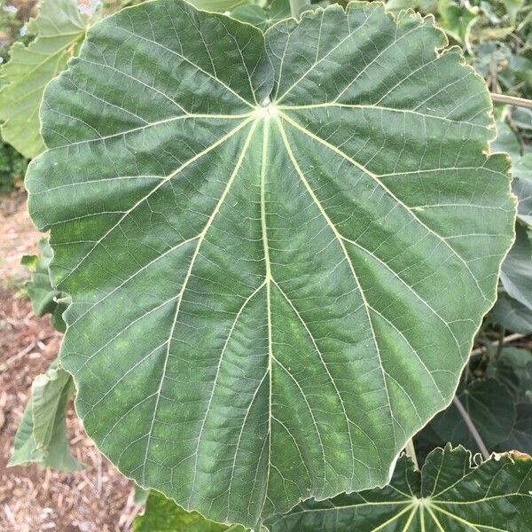 Abutilon exstipulare Lehti