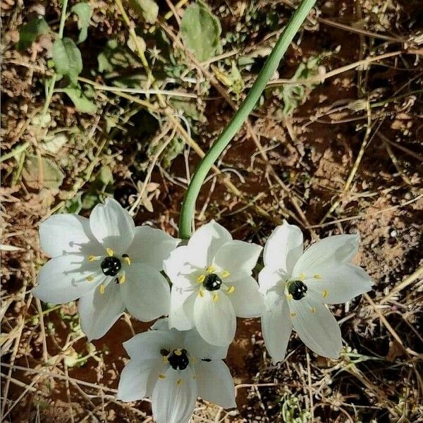 Ornithogalum arabicum Flors