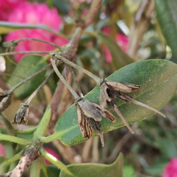 Rhododendron argyrophyllum Fruit